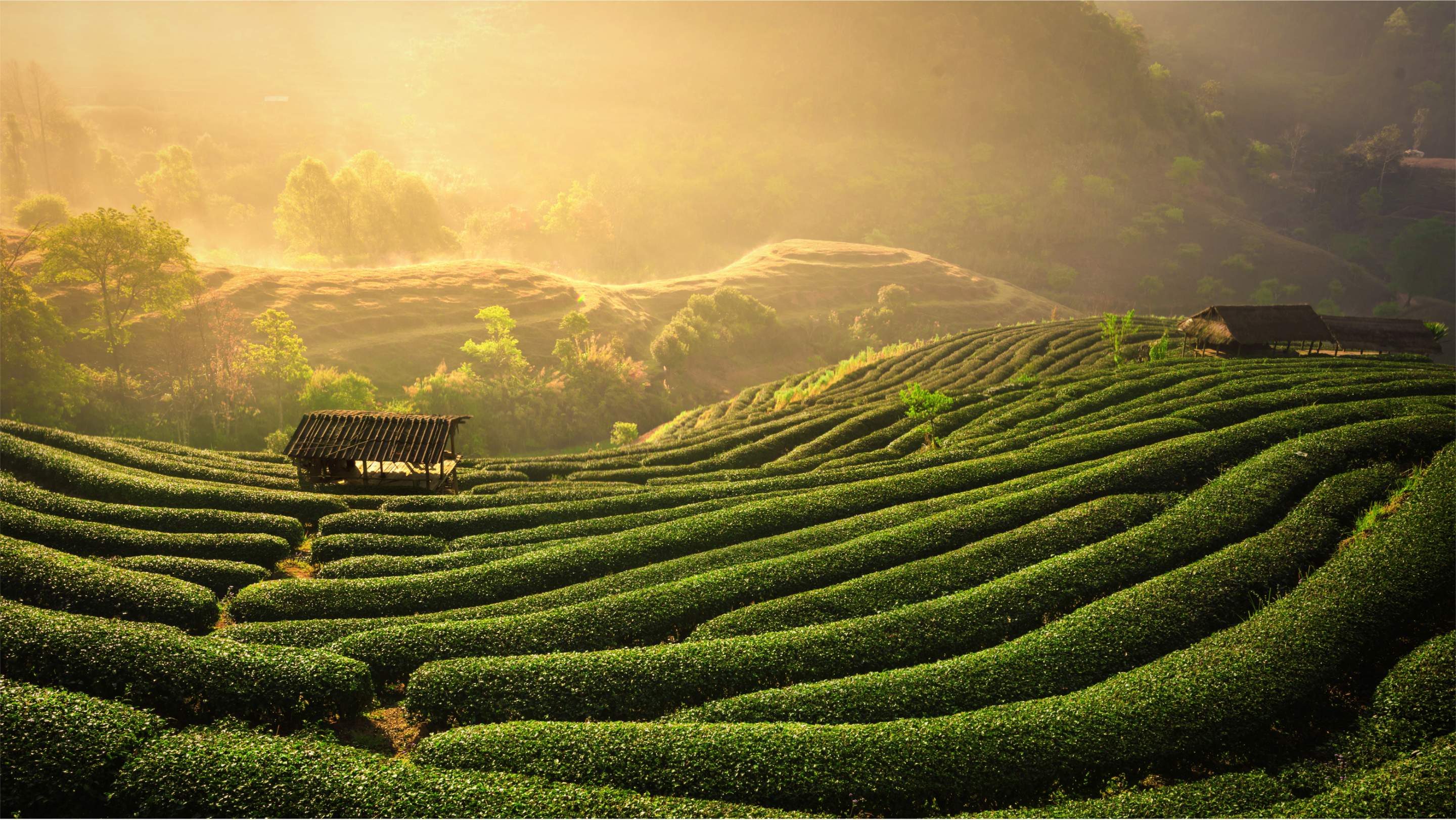 Enjoy the experience of loose leaf tea.