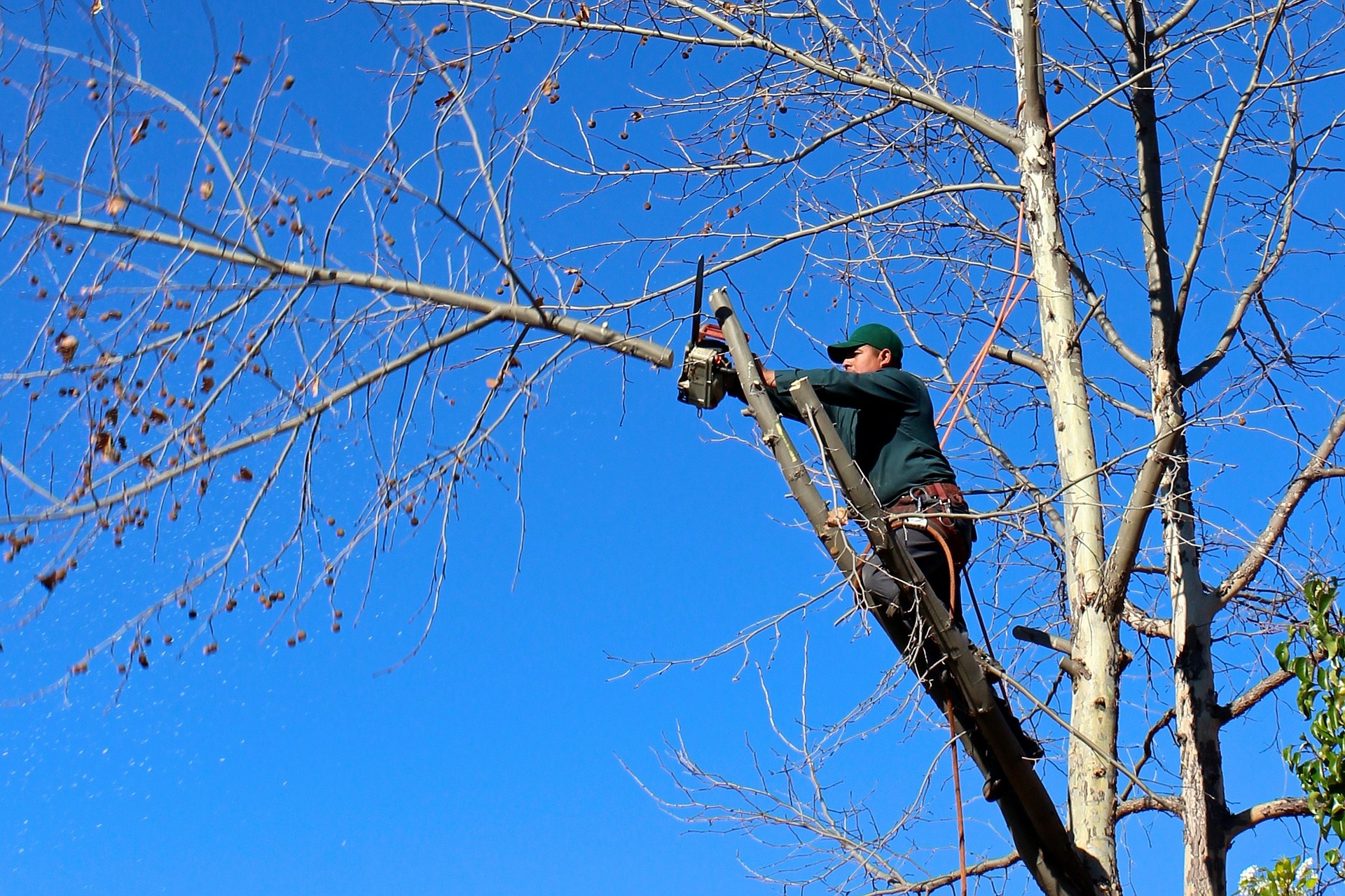 Arrow Tree Service starts the tree removal process by cutting down limbs in Tecumseh, Michigan.