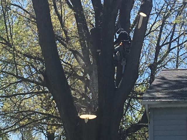 Arrow Tree Service cuts down limbs near a house in Deerfield, Michigan.