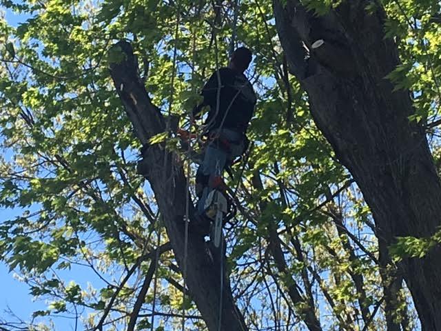 Arrow Tree Service uses tools and techniques to ensure safe tree removal operations in Toledo, Ohio.