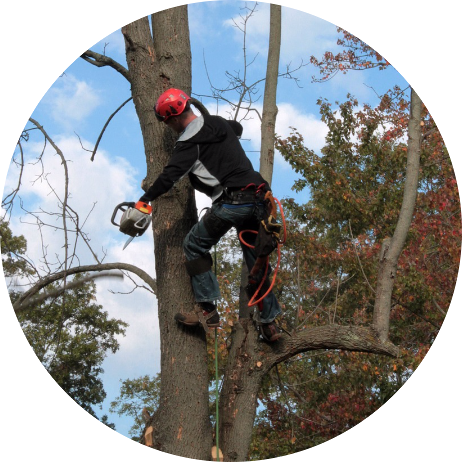 Tree service picpng