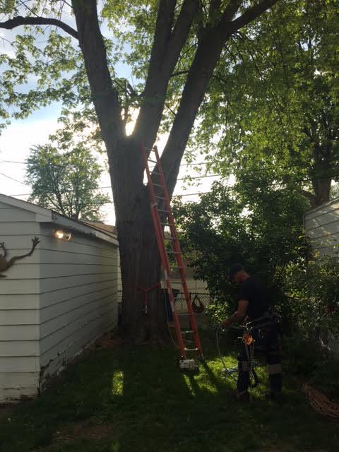 Arrow Tree Service cuts down a tree very close to a garage in Milan, Michigan.