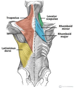 What is Mechanical or Postural Low Back Pain & How to Relieve It