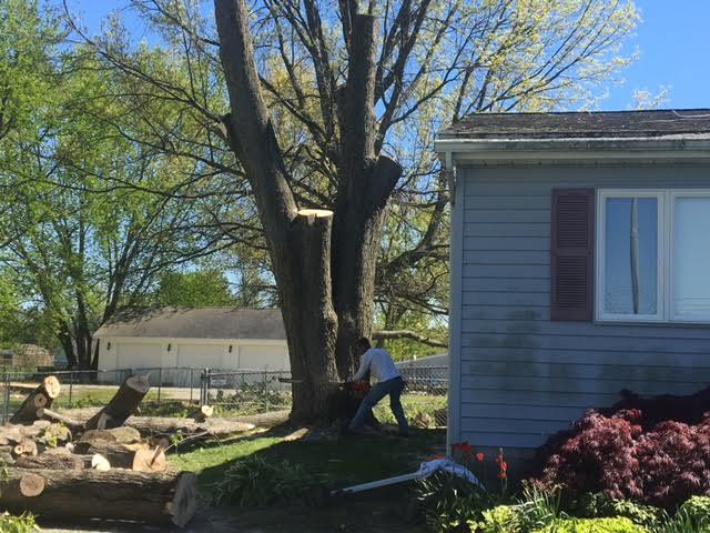 Arrow Tree Service cuts down a tree in chunks near a home in Deerfield, Michigan.