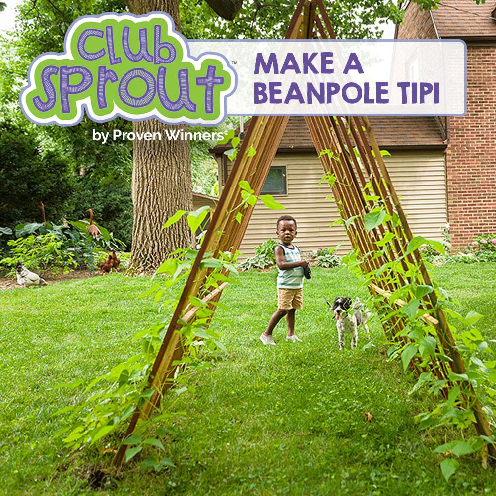 Make a Beanpole Tipi