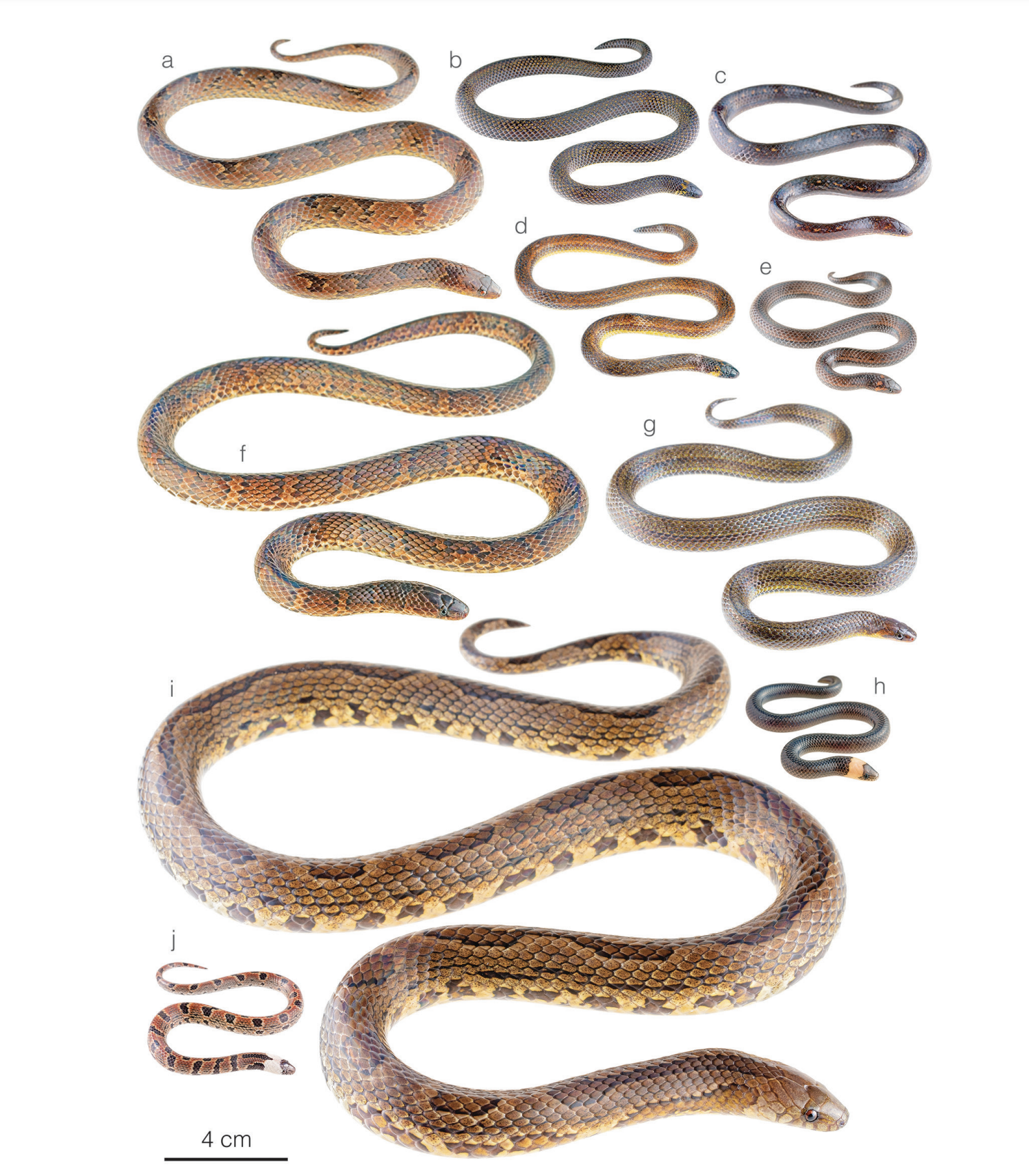 Three new species of ground snakes discovered in Ecuador.