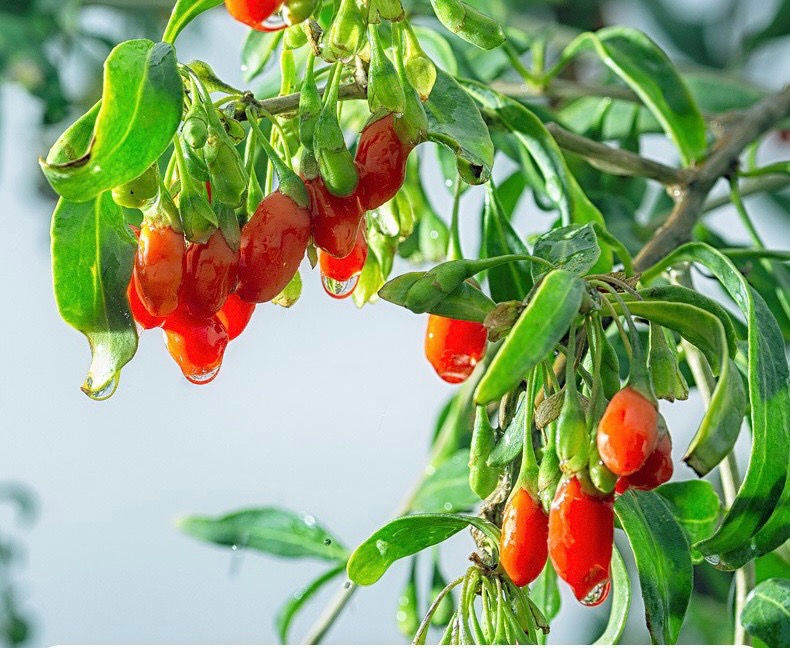 Baie de Goji - Ningxia Chine