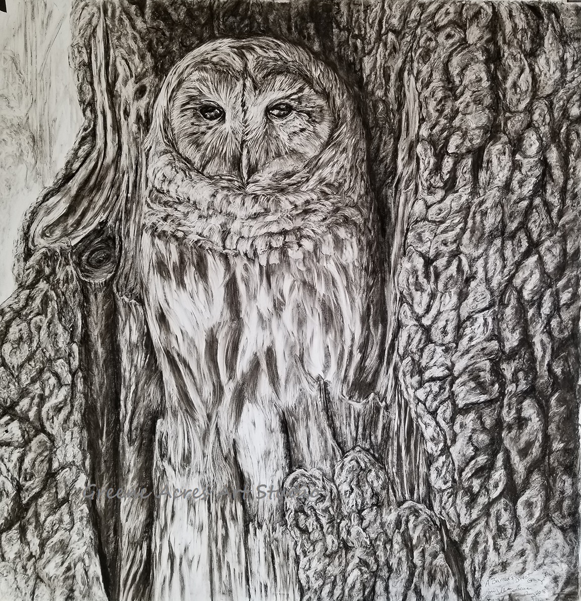 barred owl, animal portraiture, bird portraiture