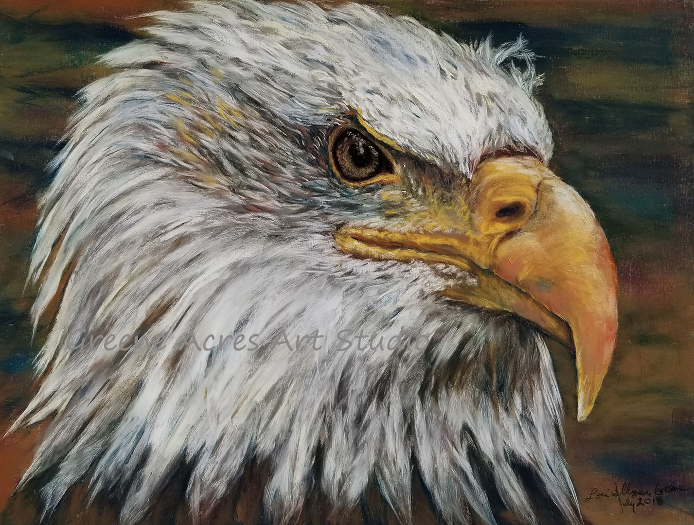 bald eagle, animal portraiture, bird portraiture