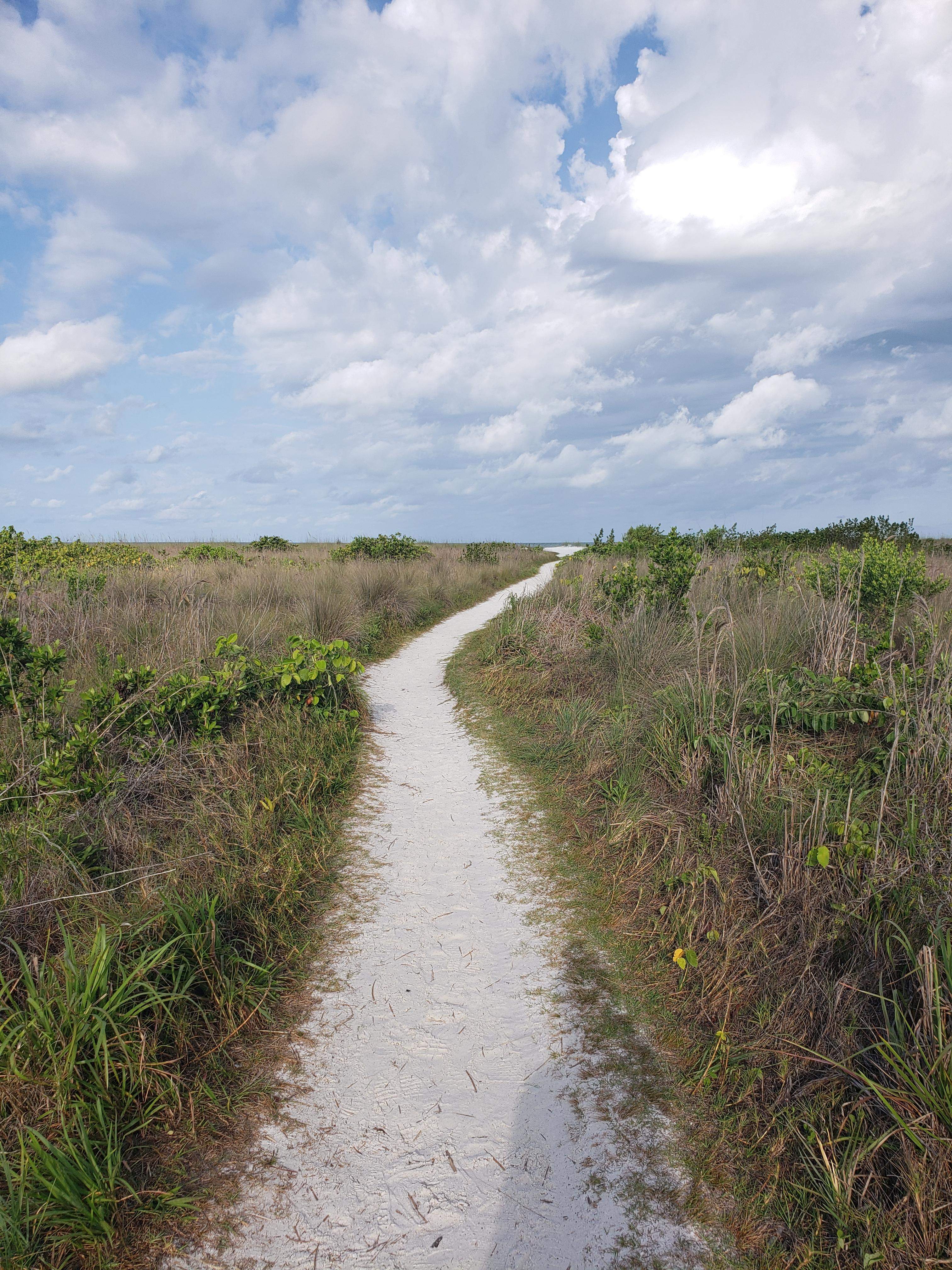 sandy path to the beach with vegetation and blue skies
