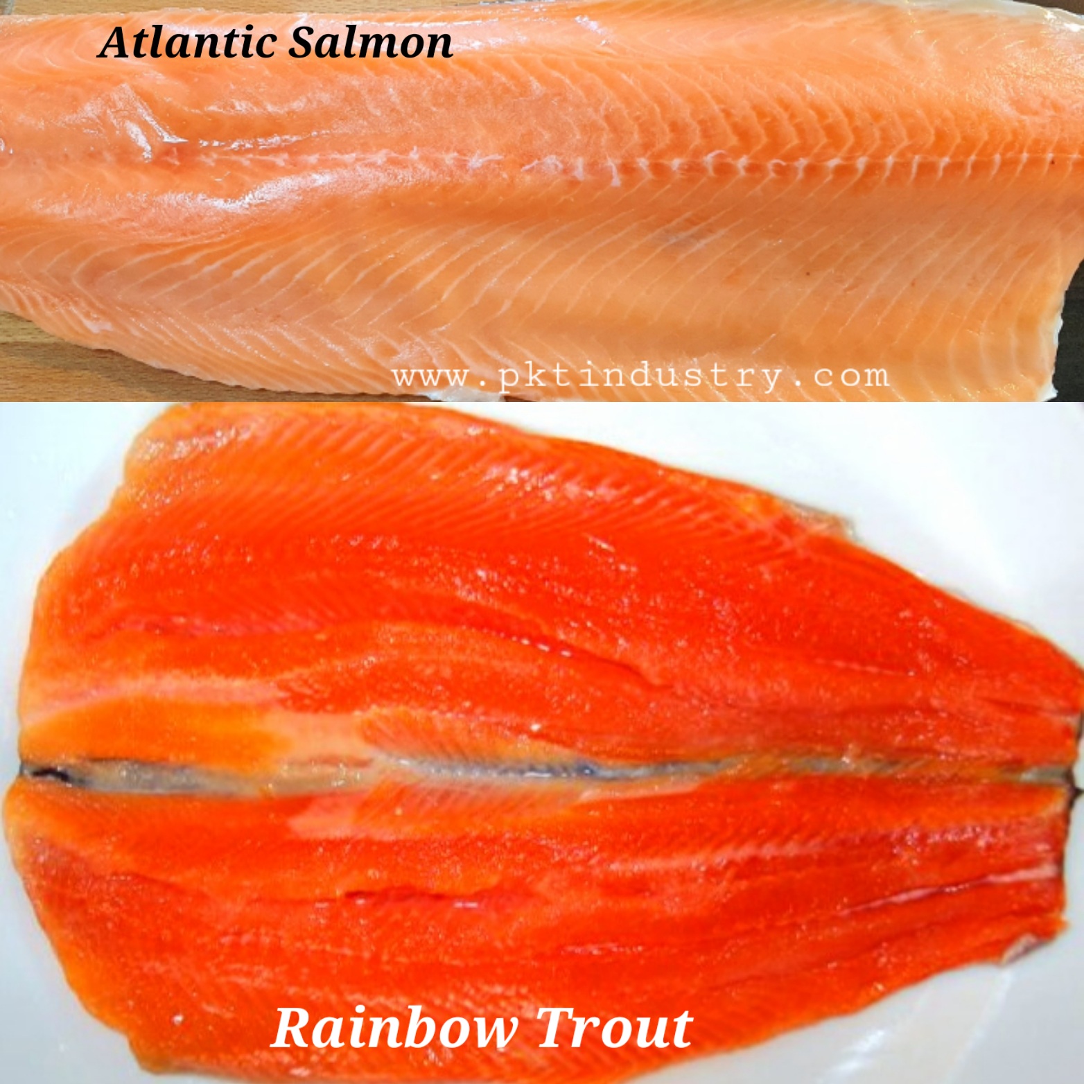 Norwegian Salmon(Atlantic Salmon) Vs Rainbow Trout