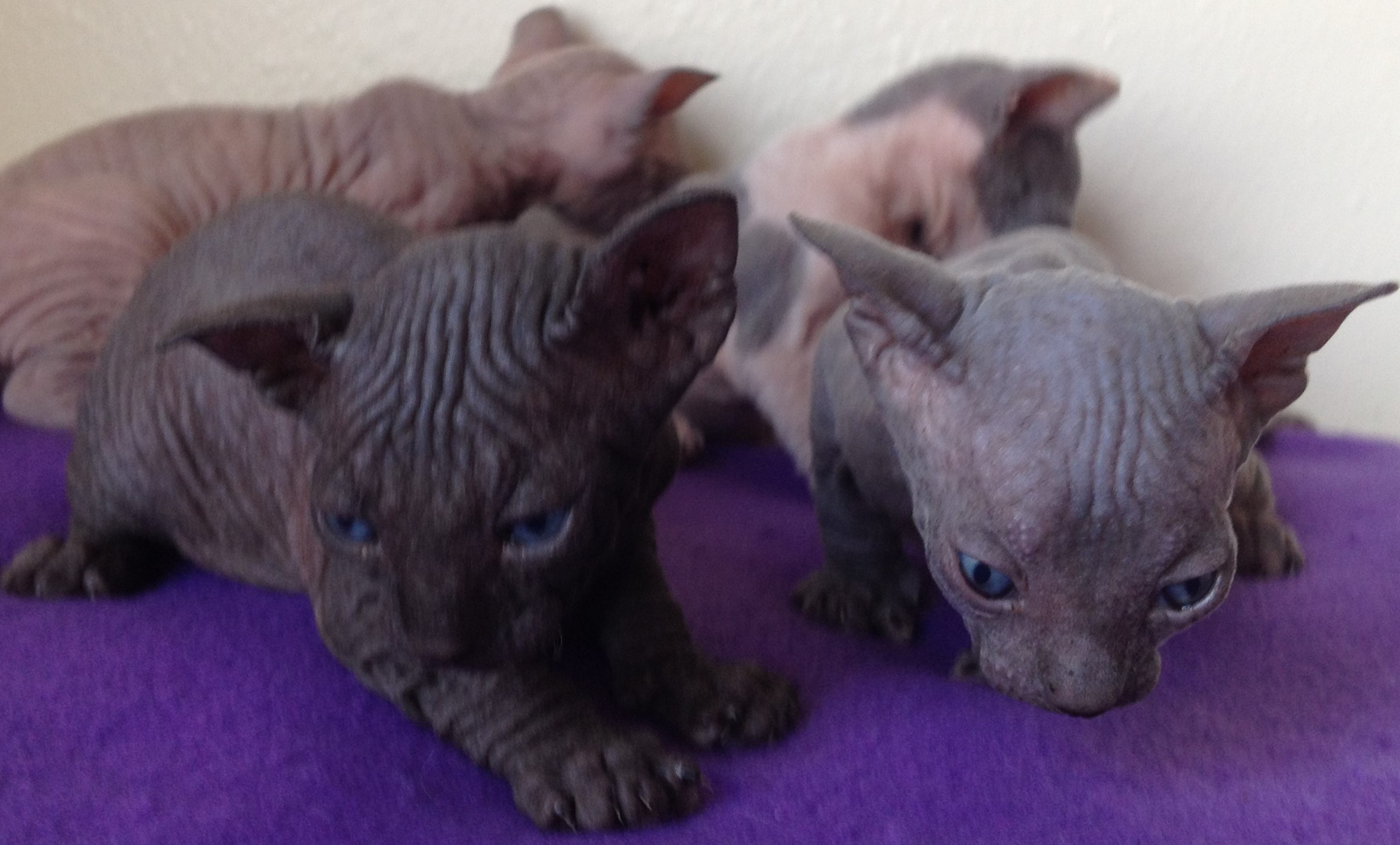 Houston Sphynx Kittens for Adoption