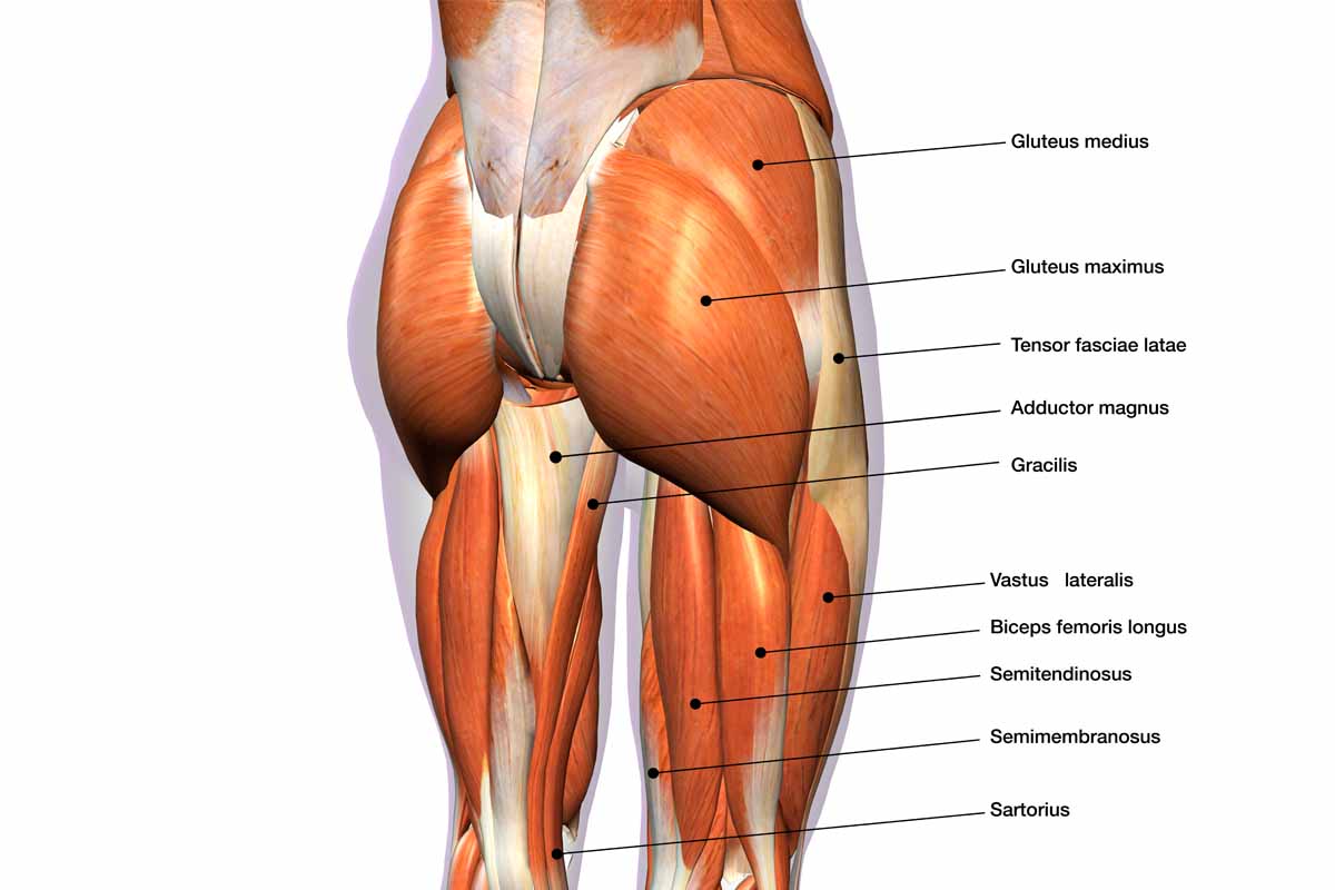 IMPORTANCE OF AN EFFECTIVE GLUTES