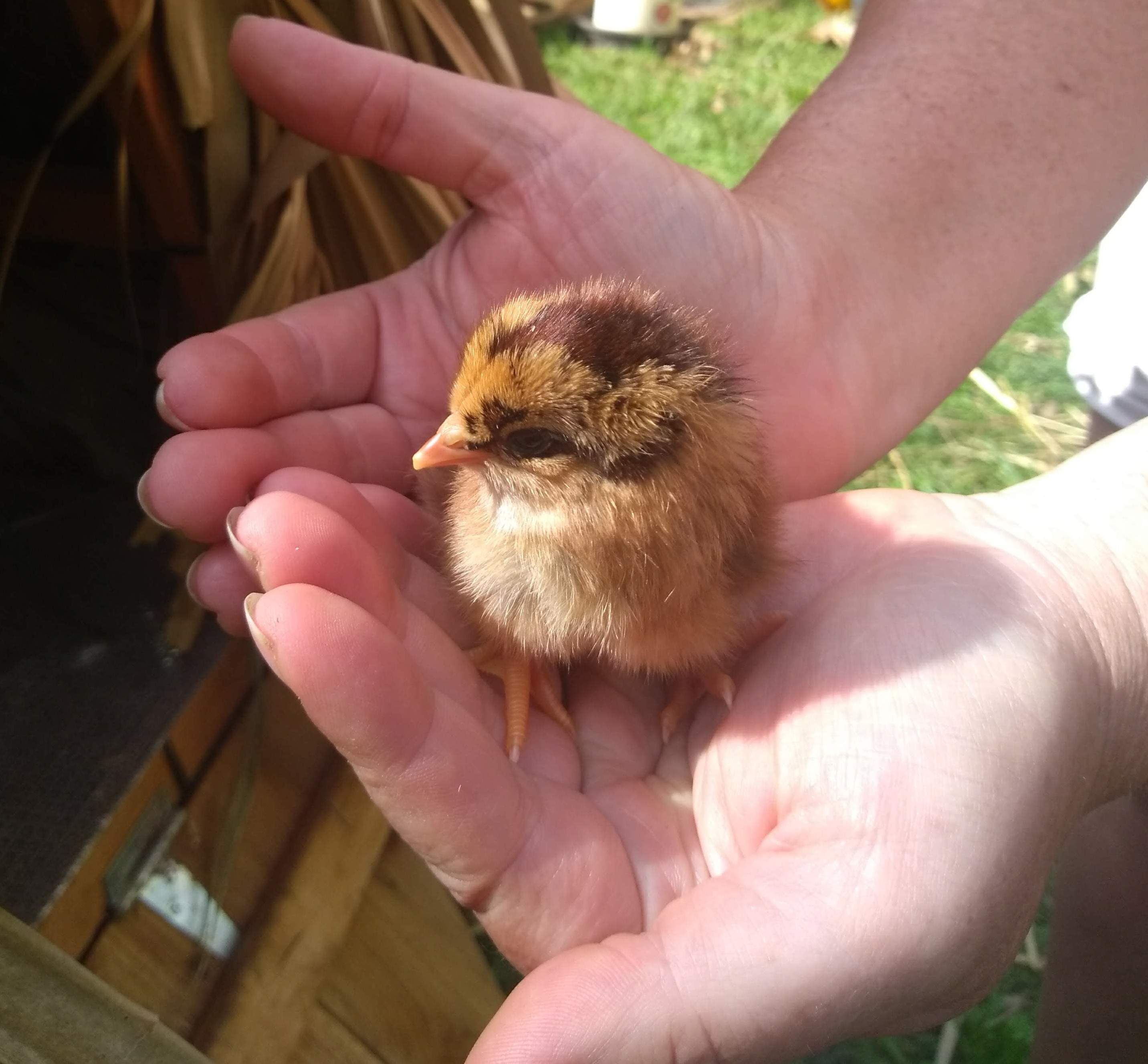 Day old chick at hawaii poultry hatchery