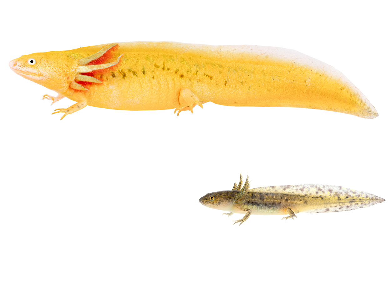 First case of a paedomorphic and xanthic individual of Iberian Ribbed Newt (Pleurodeles waltl)