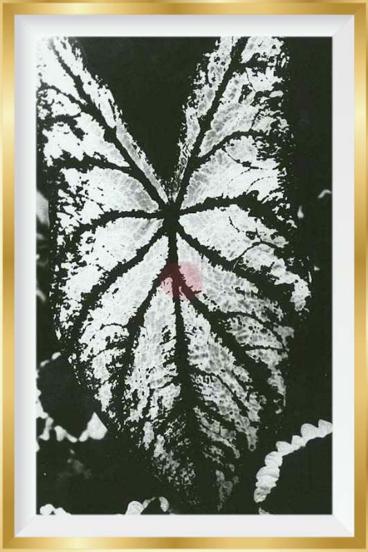 photo of leaf on black & white film, printed on silver gelatin paper. Photographer, Christina Shivcharan