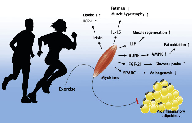 Muscle–Organ Crosstalk: The Emerging Roles of Myokines
