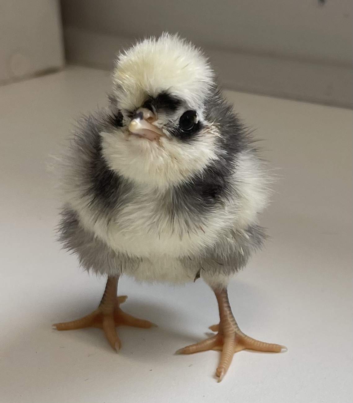 Polish Silver Lace Chick