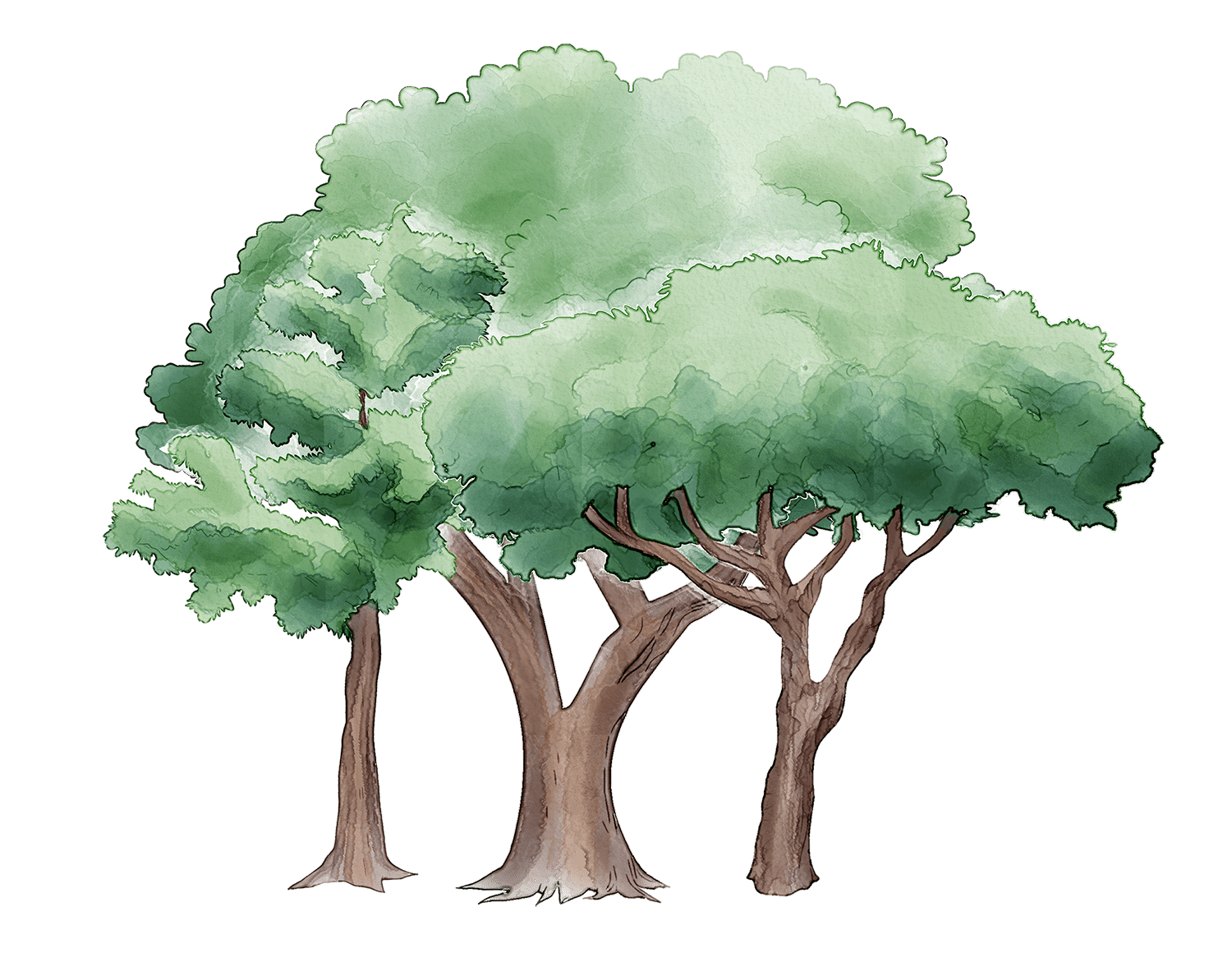 Calelei Trees