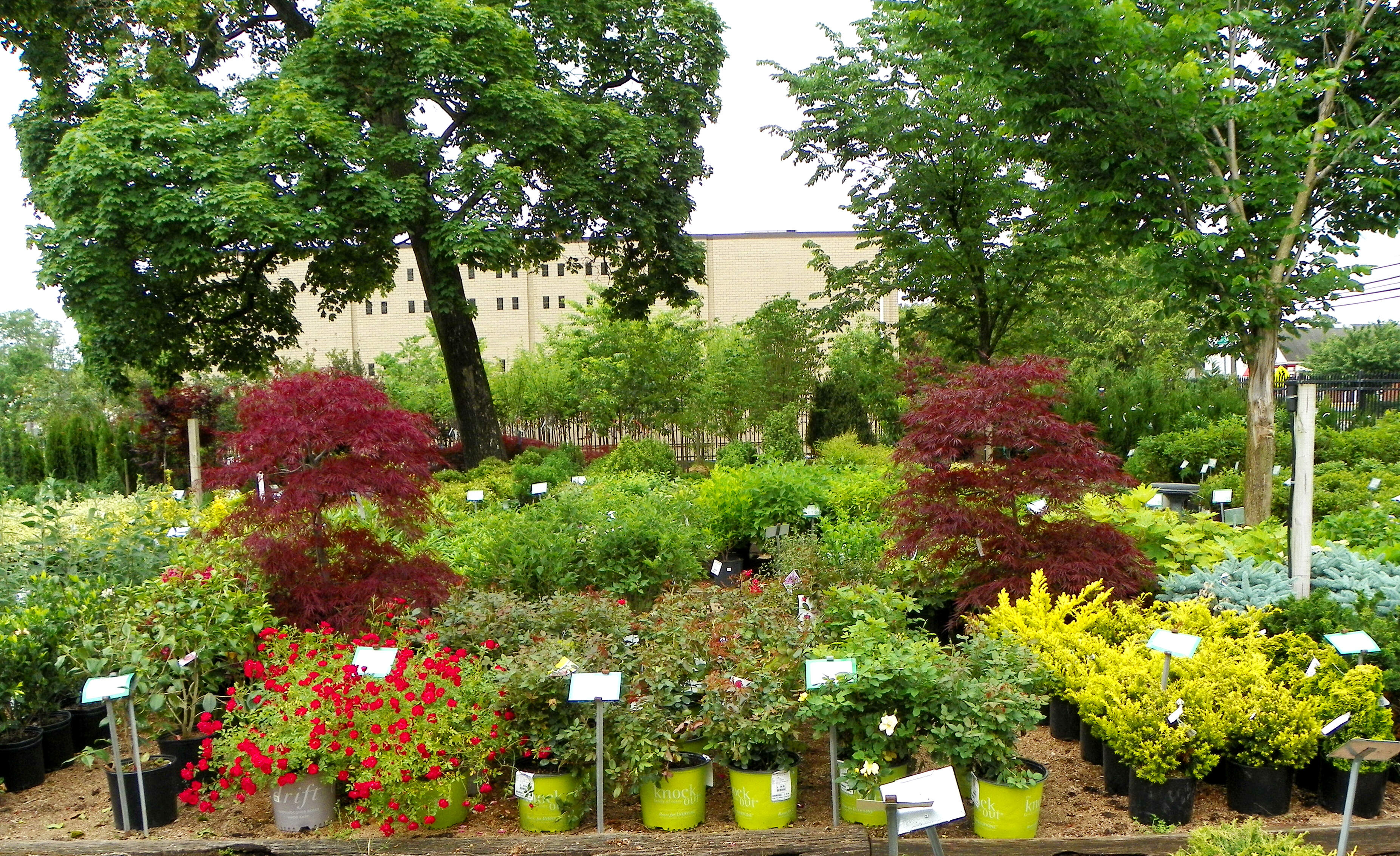 evergreen genes's landscaping & garden center