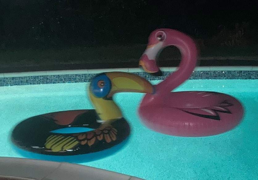 Kids Stuff Swim Ring Flamingo or Toucan 3.5 ft Sturdy Vinyl Floatie