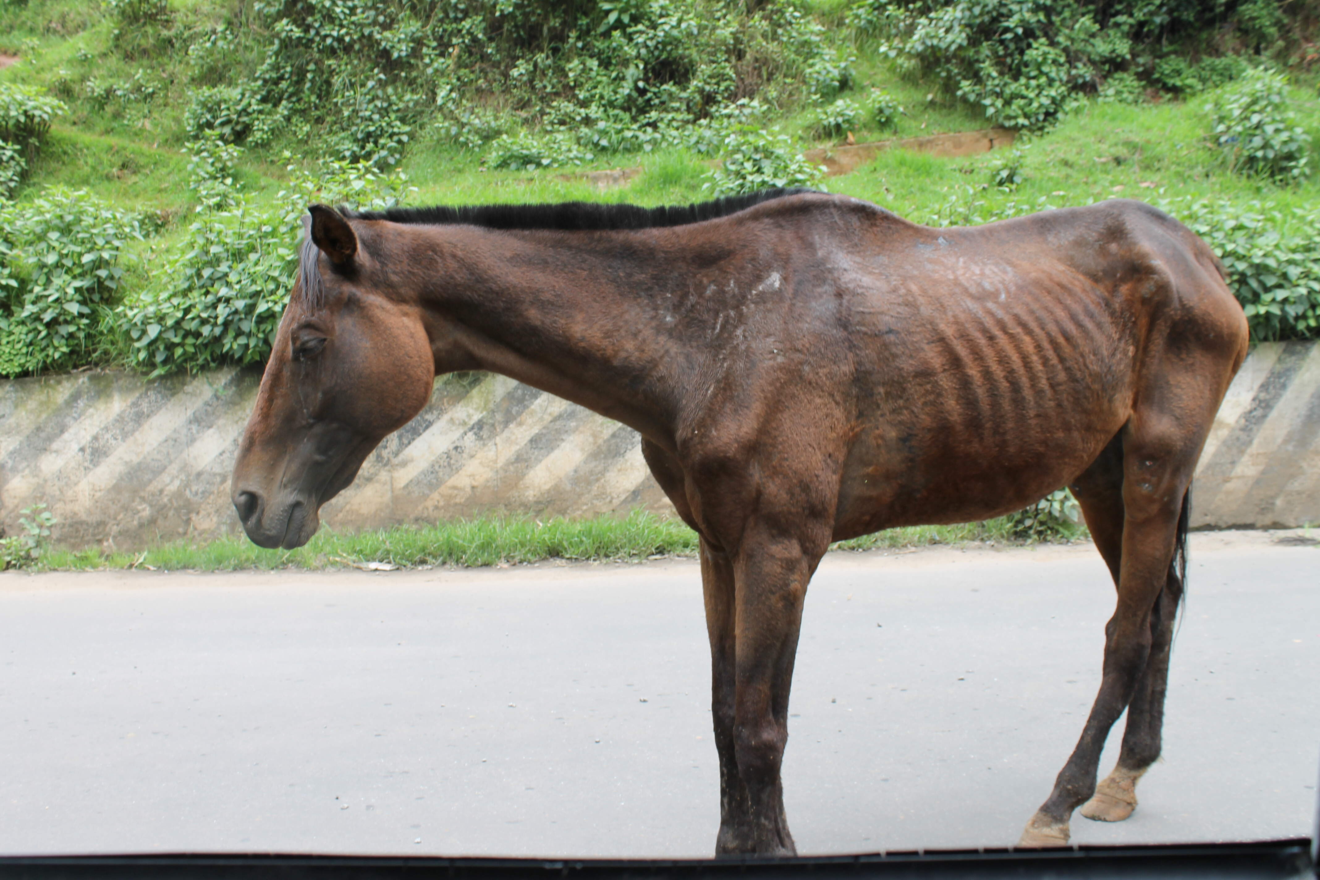 Ex-racehorses banned from the tourist -riding business on Ooty roads