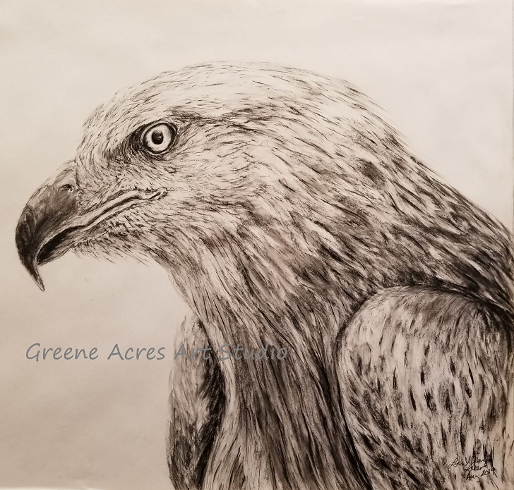 hawk, animal portraiture, bird portraiture